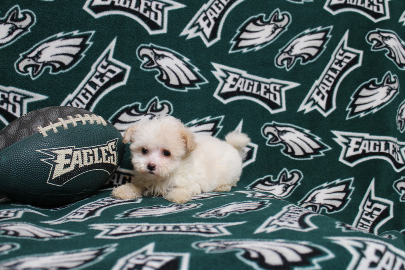 puppy, for, sale, Maltipoo, Matthew B. Stoltzfus, dog, breeder, Gap, PA, dog-breeder, puppy-for-sale, forsale, nearby, find, puppyfind, locator, puppylocator, aca
